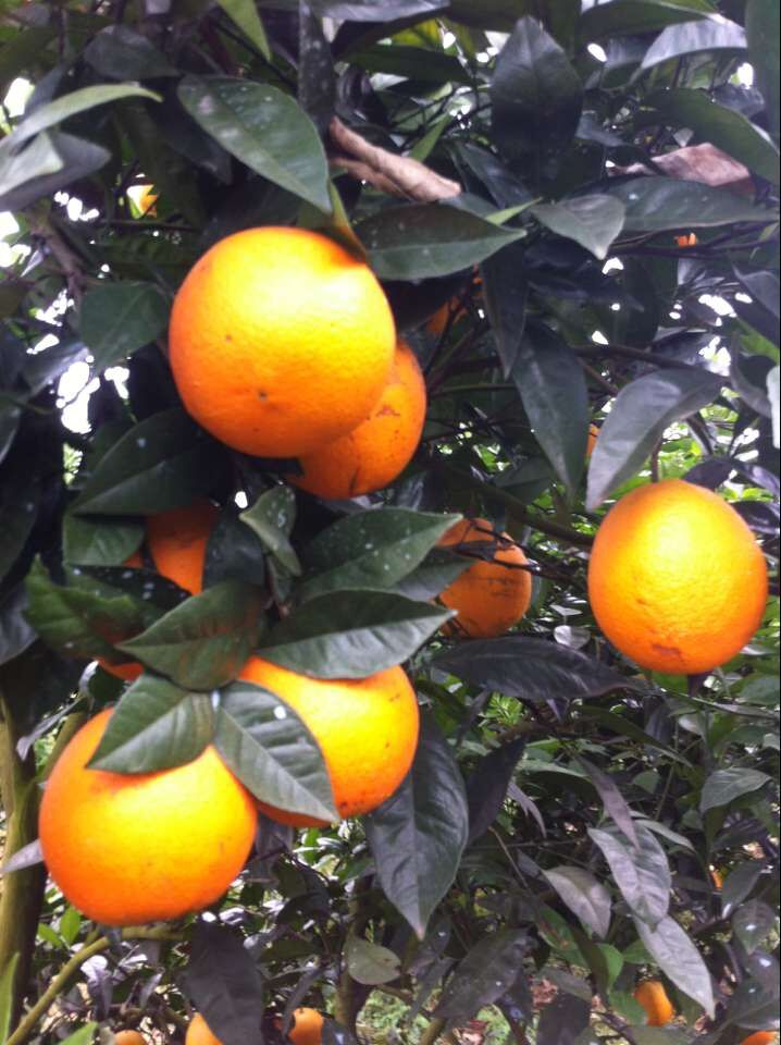 自家果园种的脐橙,果子还在树上,现卖现摘。[中