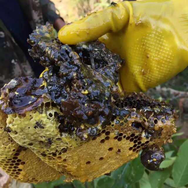 云南西双版纳原始森林野生酸蜂蜜,99.99%的人