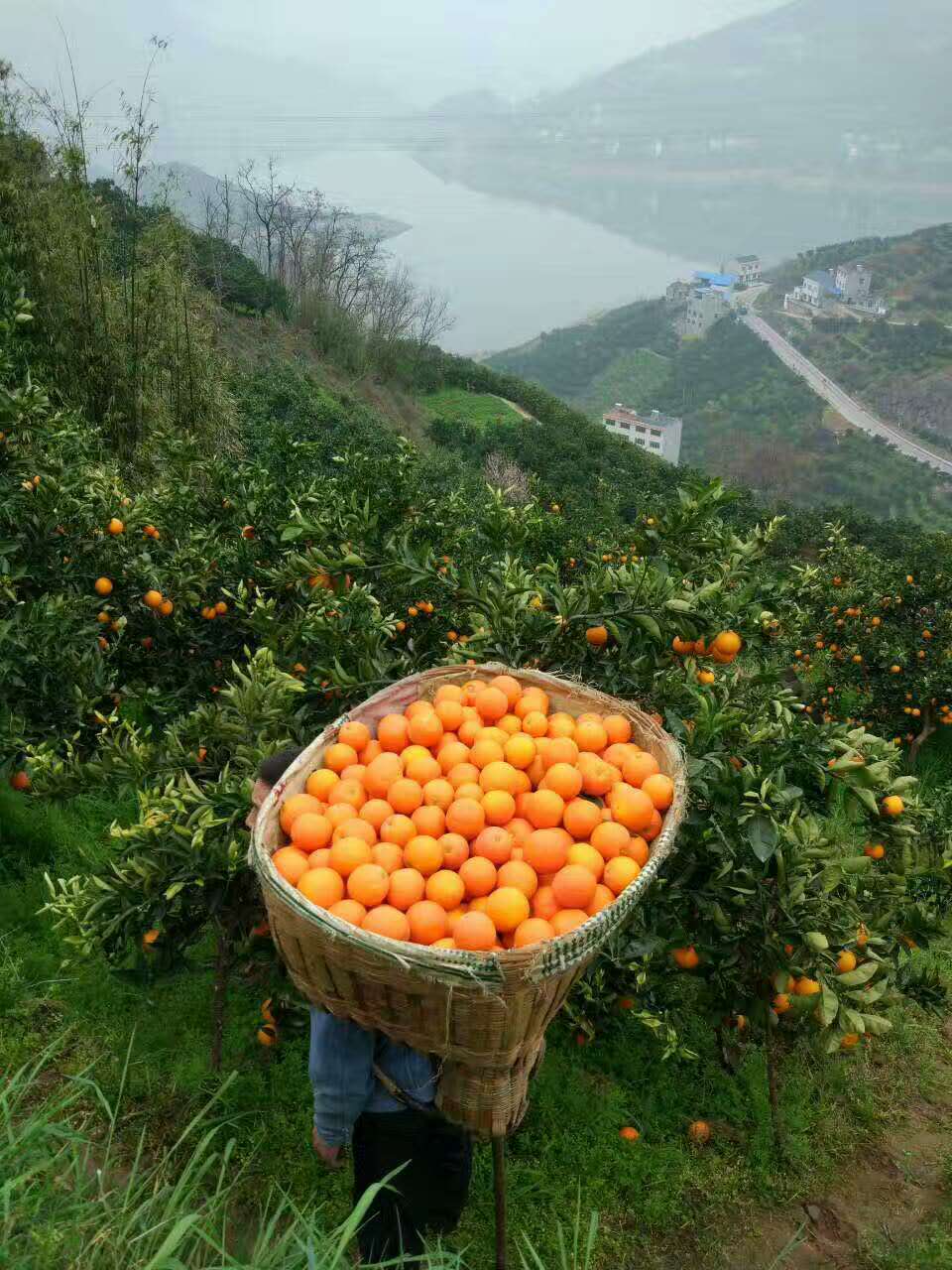 长江三峡秭归脐橙之伦晚》续篇[中国投资资讯