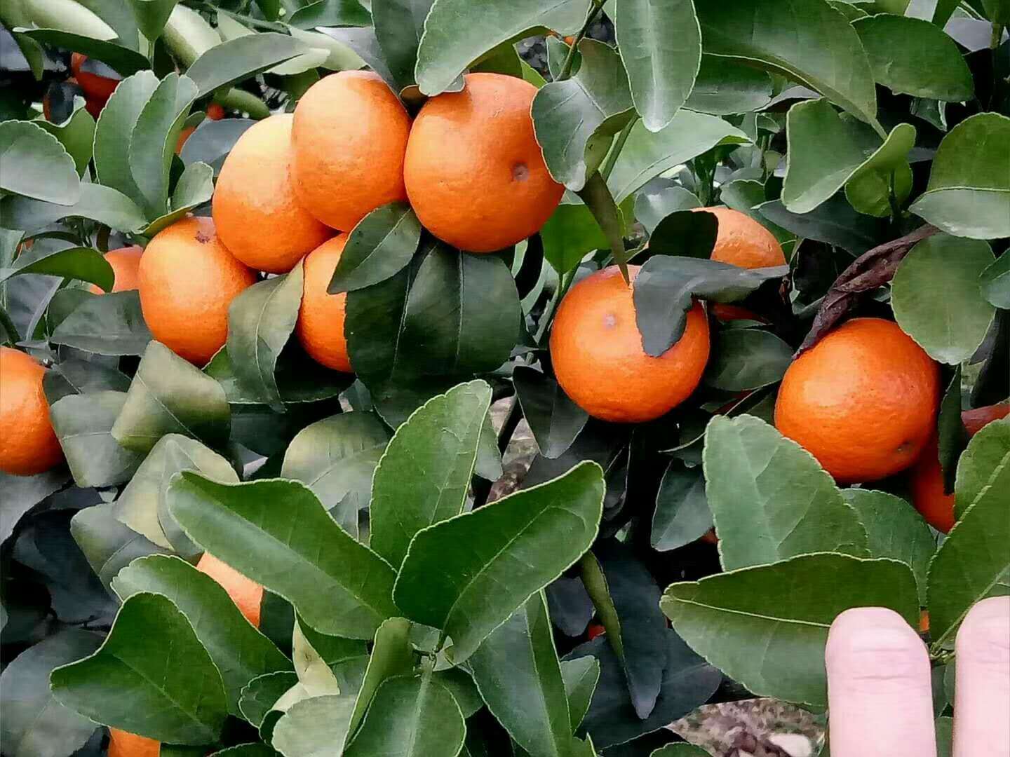 南方果苗批发引进橘子种苗早熟蜜桔苗桔子苗 由良一号蜜桔苗-阿里巴巴
