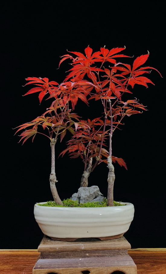 dvubb 图片点击可在新窗口打开查看