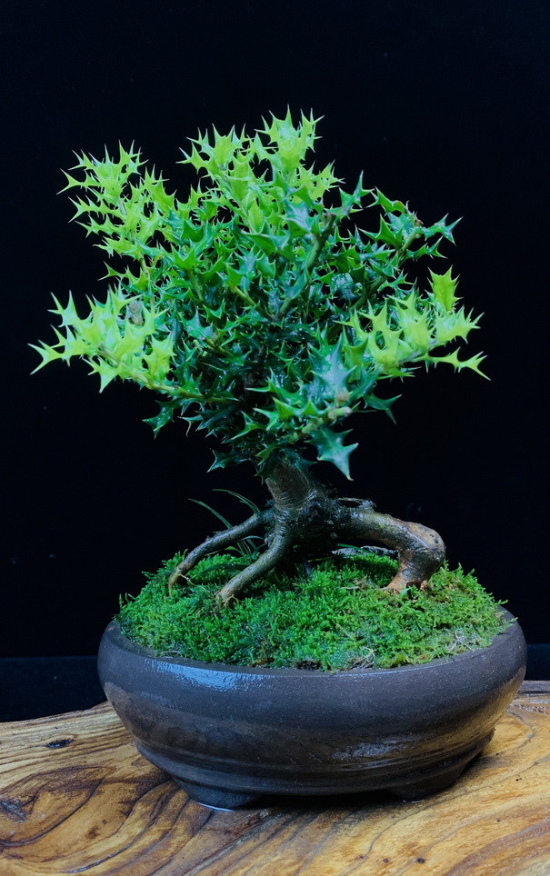 dvubb 图片点击可在新窗口打开查看