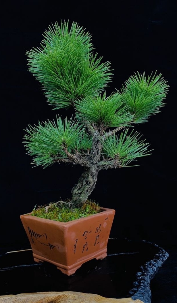 dvubb 图片点击可在新窗口打开查看