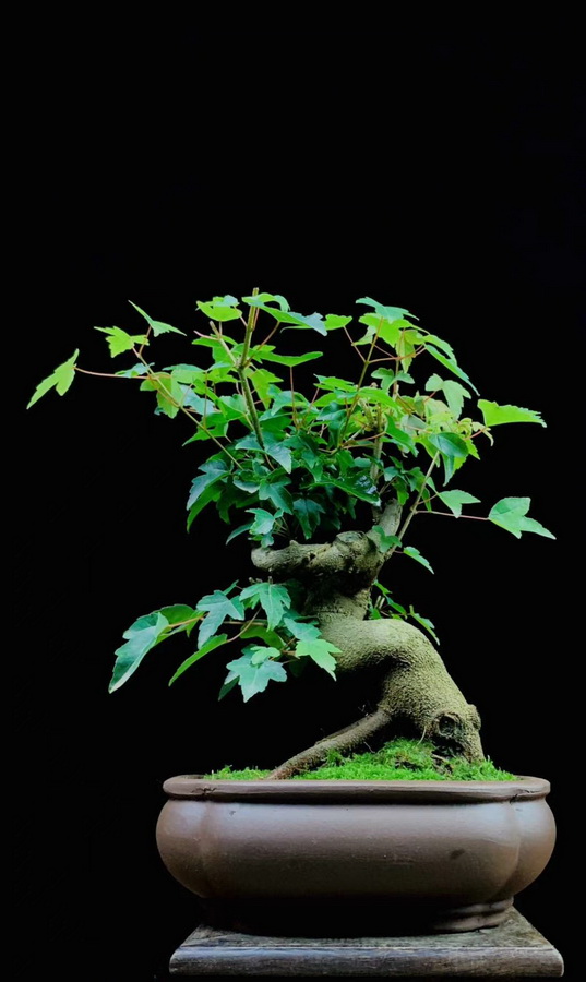 dvubb 图片点击可在新窗口打开查看